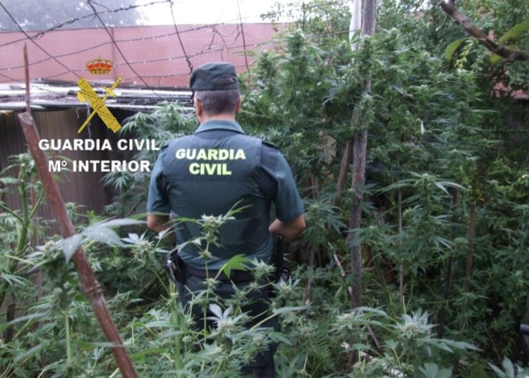 Detenido un hombre de Mos (Pontevedra) al que le intervinieron una plantación de marihuana