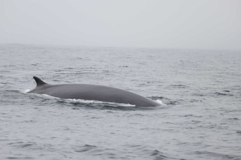 Una campaña del IEO estudia decenas de ballenas que visitan aguas de las Rías Baixas en verano