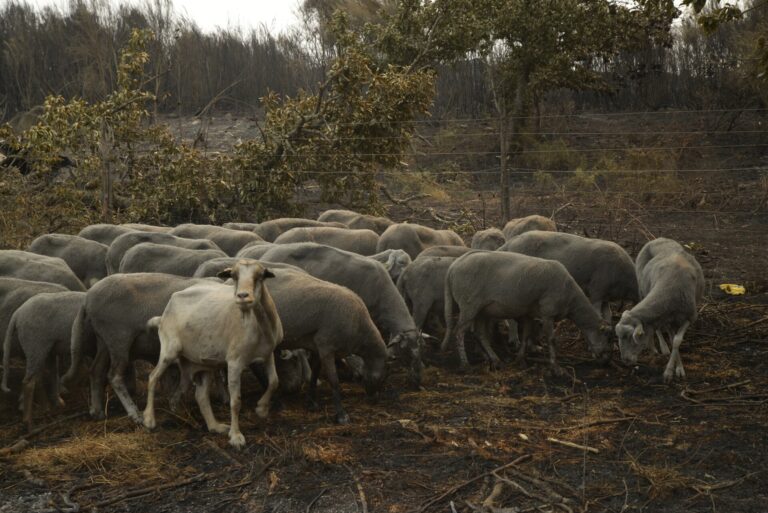 Rural.- El Gobierno abre a consulta pública el real decreto de ayudas para agricultores afectados por incendios