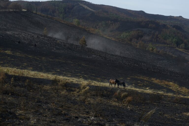 Intercalar distintas especies y plantaciones en el paisaje, clave en la prevención de incendios, según expertos
