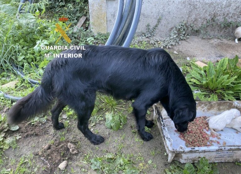 Investigada una vecina de Gondomar (Pontevedra) por la aparición de diez cachorros ahogados en un río