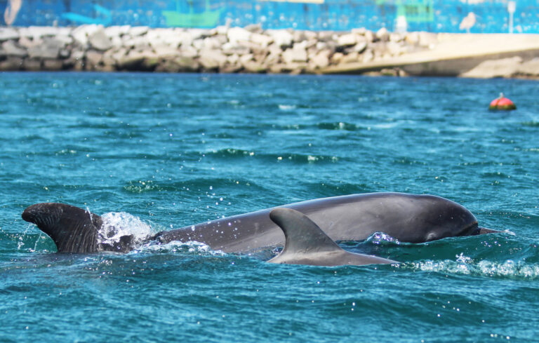 Llaman a no molestar a dos delfines solitarios que se encuentran en la ría de Arousa