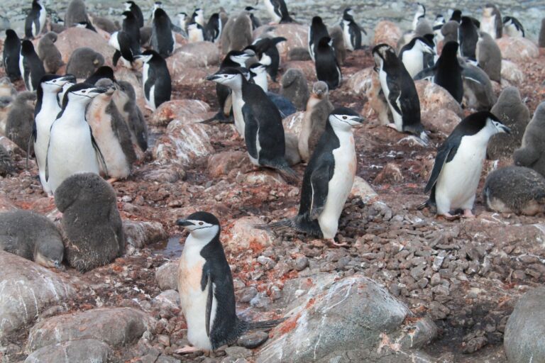Las colonias de pingüinos, núcleos de contaminación que ellos mismos difunden, según un estudio de la USC y el CSIC