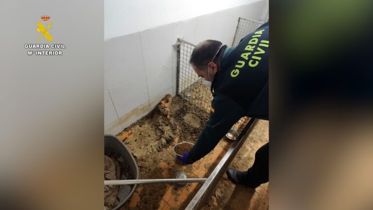 Hallan 250 cadáveres y 171 animales en riesgo vital en un criadero clandestino de Ordes (A Coruña)