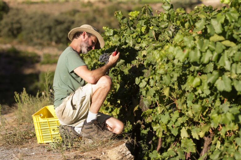La DO Ribeira Sacra cierra la vendimia con 4,6 millones de kilos uvas recogidas, un 6% menos
