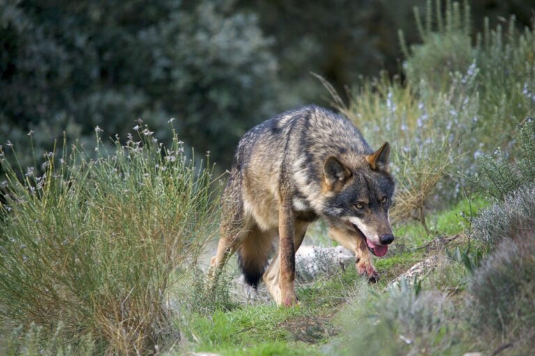Rural.- El TSXG mantiene la suspensión de la caza del lobo en Galicia aplicando el principio de precaución ambiental