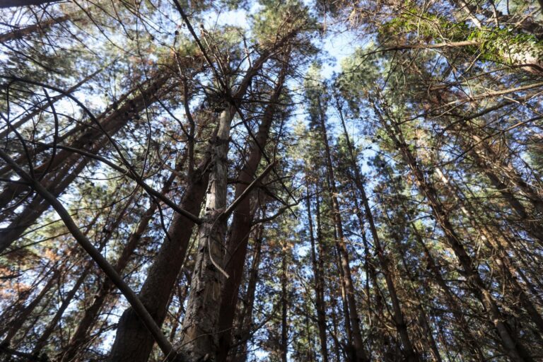 Rural.- La Asociación Forestal de Galicia alerta del aumento de las plagas y urge ayudas e investigación