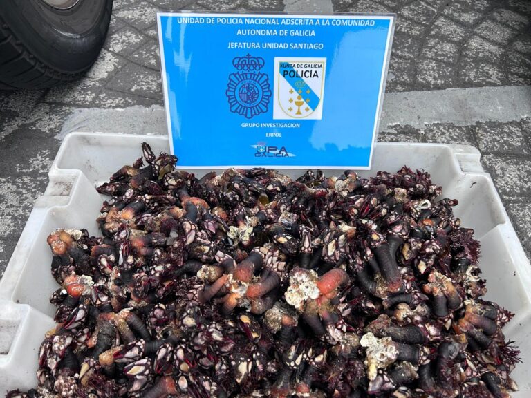 Decomisan 25 kilos de percebe en un operativo contra el furtivismo en A Coruña