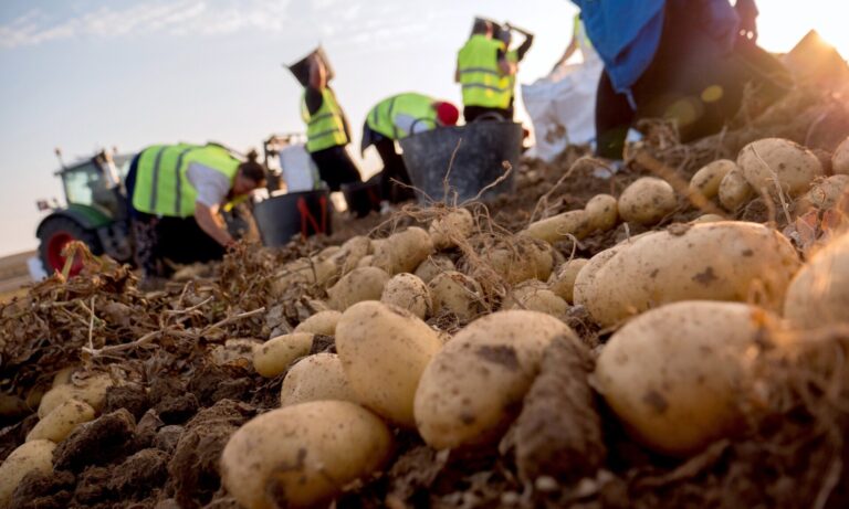 Mercadona comercializa más de 600 toneladas de patata de Ourense este año, un 50% más
