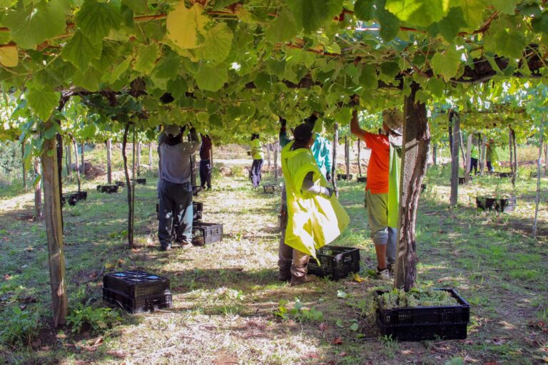 Rías Baixas cierra la mayor vendimia de su historia con 47,5 millones de kilos de uva, un 12,7% más