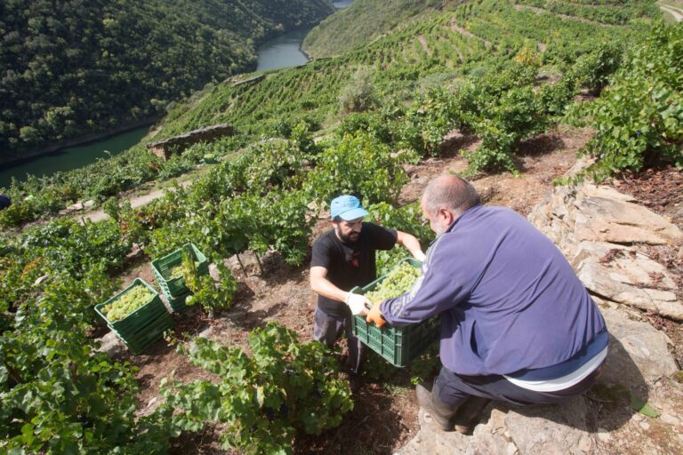 Rural.- Termina una de las mayores vendimias de la historia en Galicia con casi 76 millones de kilos de uva, un 2,4% más
