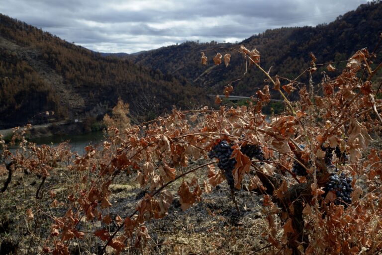 Rural.-La Xunta organiza el martes en O Barco de Valdeorras una jornada sobre recuperación de viñedos tras los incendios