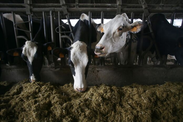 Archivo - Varias vacas en una ganadería de lácteo en la parroquia de Piñeiro, a 14 de noviembre de 2023, en Xermade, Lugo, Galicia (España).. Carlos Castro - Europa Press - Archivo