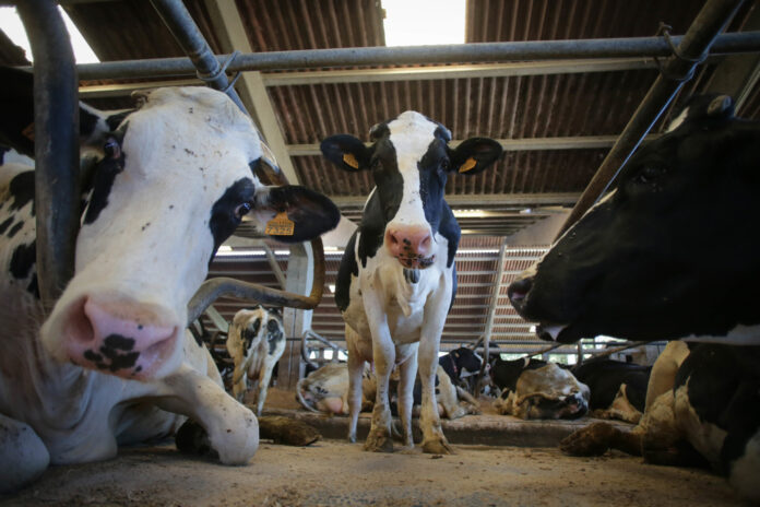 Archivo - Vacas de una ganadería de lácteo en Sabadelle, a 7 de agosto de 2023, en Chantada, Lugo, Galicia (España).. Carlos Castro - Europa Press - Archivo