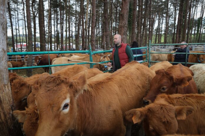 Varias vacas durante la Feria de Muras, Lugo. Carlos Castro - Europa Press