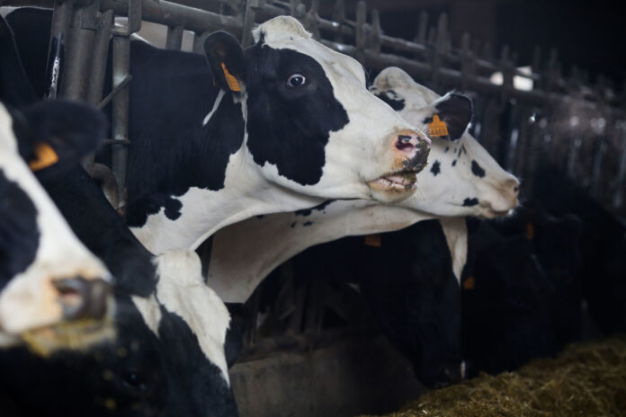 Archivo - Varias vacas en una ganadería de lácteo en la parroquia de Piñeiro, a 14 de noviembre de 2023, en Xermade, Lugo, Galicia (España). Son 18 comarcas veterinarias las afectadas por algún brote de Enfermedad Hemorrágica Epizoótica (EHE), la cual ha. Carlos Castro - Europa Press - Archivo