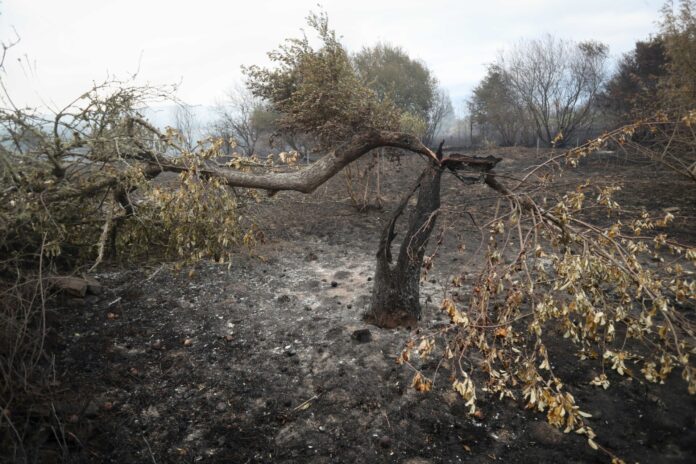 Archivo - Zonas calcinadas por el incendio de Pontón durante la realización de labores de extinción del incendio de Pantón, a 22 de septiembre de 2025, en Pantón, Lugo.. Carlos Castro - Europa Press - Archivo
