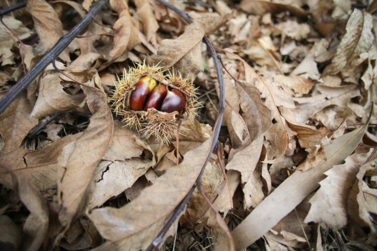 Rural.- Los incendios y la sequía sabotean un magosto marcado por castañas «secas, pequeñas y en poca cantidad»