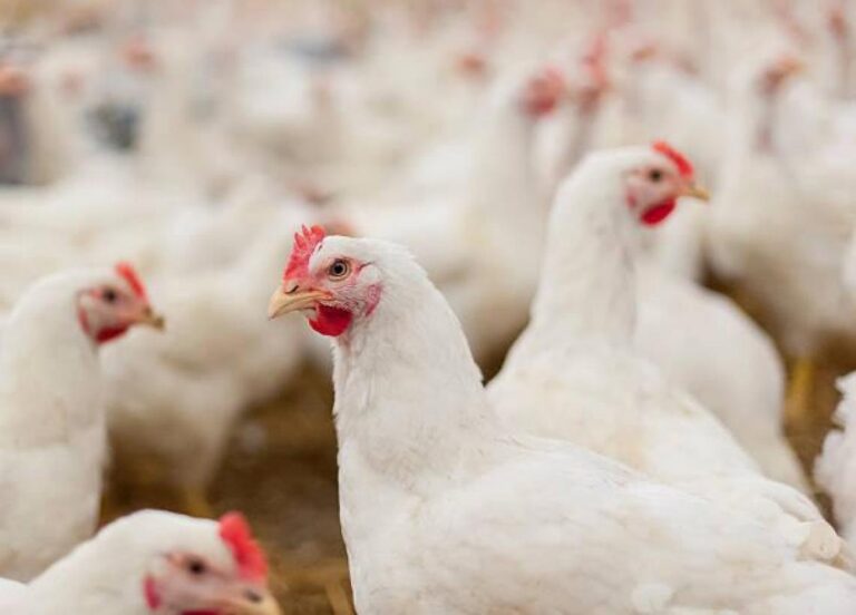 Las gallinas de unos 40 municipios gallegos deberán estar confinadas desde el 10 de noviembre por la gripe aviar