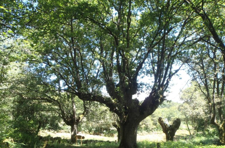 El ‘Carballo de Padroso’, en Xunqueira de Ambía (Ourense), incluido en el catálogo de árboles singulares