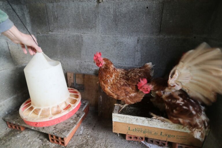 Rural.- La Xunta espera que confinar a gallinas sirva para evitar la gripe aviar en «un momento de fuertes migraciones»