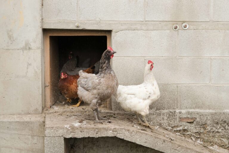 Rural.- Galicia sigue sin casos de gripe aviar en aves domésticas, pero Rueda ve «mejor prevenir» que «lamentar daños»