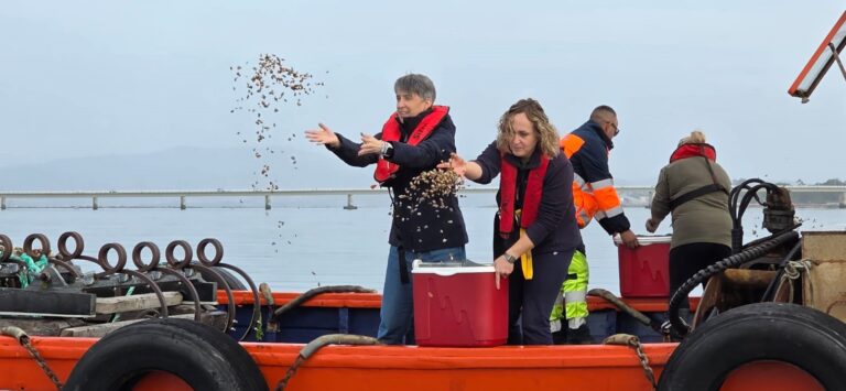 Pesca.- La Xunta siembra 130.000 unidades de cría de almeja en el banco marisquero de O Bohído