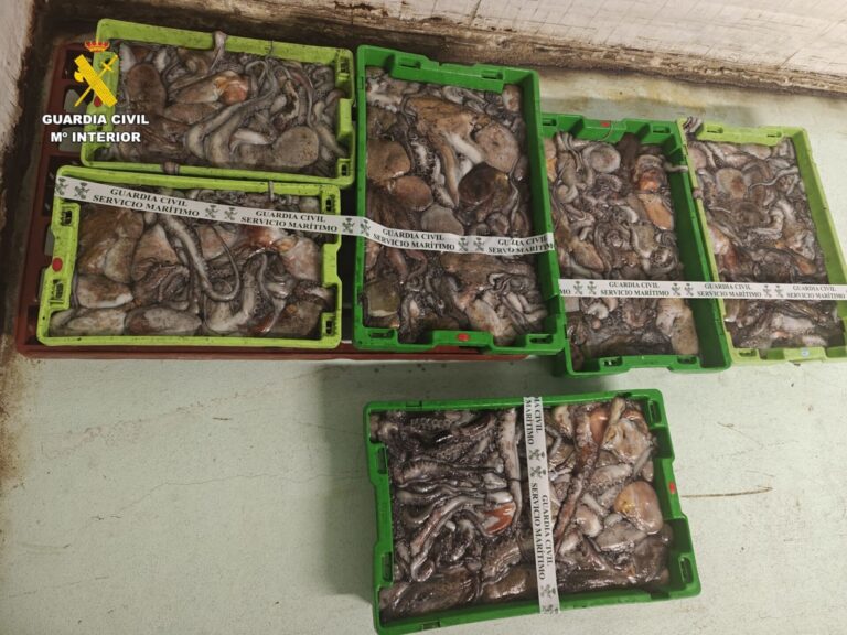 Pesca.- Intervenidos más de 150 kilos de pulpo en el puerto de A Coruña