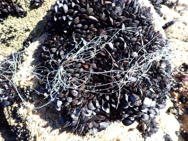 Un estudio revela que los residuos plásticos modifican la estructura y el rendimiento del mejillón en Galicia