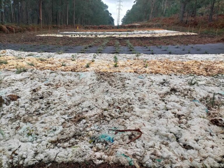 Rural.- El Centro Forestal de Lourizán y Naturgy impulsan un proyecto de control de la vegetación en líneas eléctricas