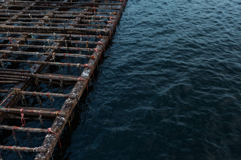 Autorizan la reapertura de los primeros polígonos de bateas de la ría de Vigo