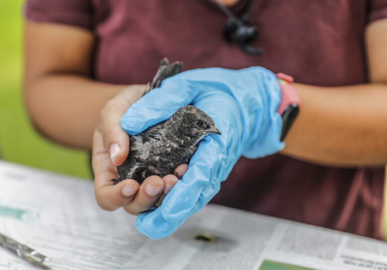 Las comunidades europeas de aves costeras muestran signos de recuperación, según un análisis de los últimos 70 años