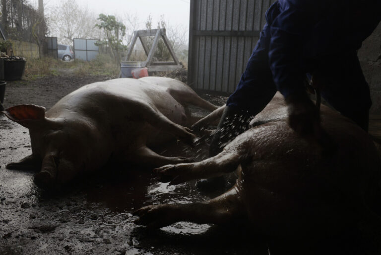 Rural.- El sector porcino gallego afronta ya cancelación de pedidos de Japón y ve con preocupación la caída de precios