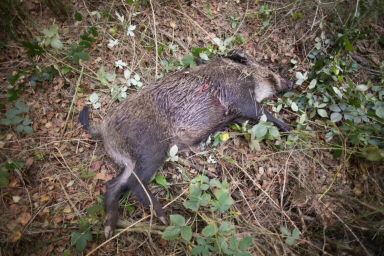 La Xunta tratará de aumentar batidas de jabalí en A Limia, O Deza, Terra Chá y Betanzos ante la peste porcina