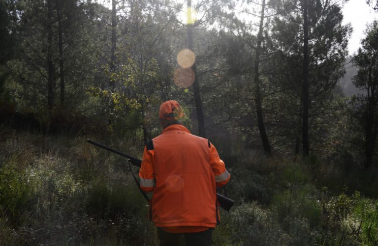 Caza al salto, rececho y en mano, las propuestas de la Xunta para reducir jabalís frente a la peste porcina