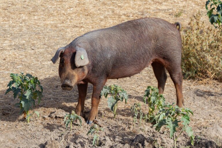 Interporc respalda las medidas de contención de la peste porcina africana y pide aplicar la regionalización