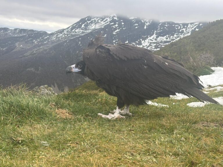 Liberan al buitre negro rescatado en el San Froilán y que fue atendido en el centro de recuperación de O Veral