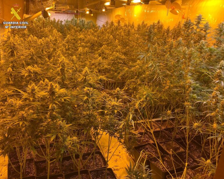 Detenido el responsable de una plantación de marihuana en Ames y casi 3.000 plantas intervenidas