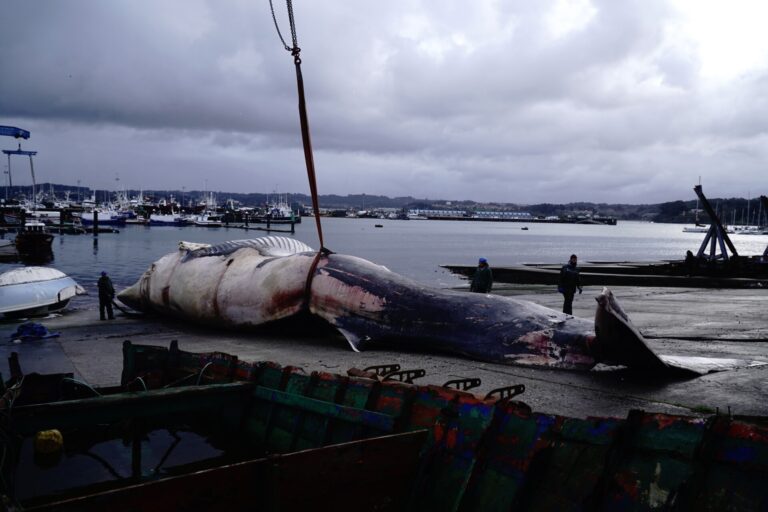 Retiran del mar a una ballena de 30 toneladas que apareció muerta en la costa de A Coruña