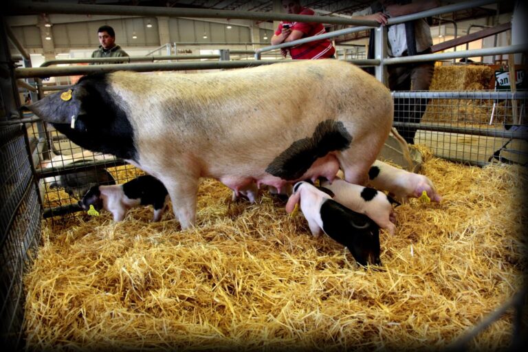 Rural.- El porco celta, ajeno a la caída de precios por la peste porcina y su demanda se mantiene al alza en Navidad