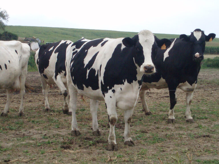 Rural.- China impone aranceles provisionales de hasta el 42,7% a productos lácteos de la UE