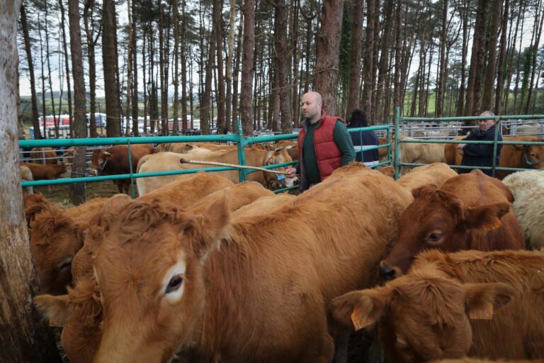 Rural.- La Xunta prorroga las medidas frente a la dermatosis nodular hasta el 1 de febrero