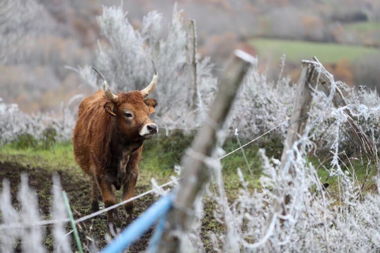 Cabeza de Manzaneda (Ourense) roza los -10ºC de mínima durante la mañana de este lunes