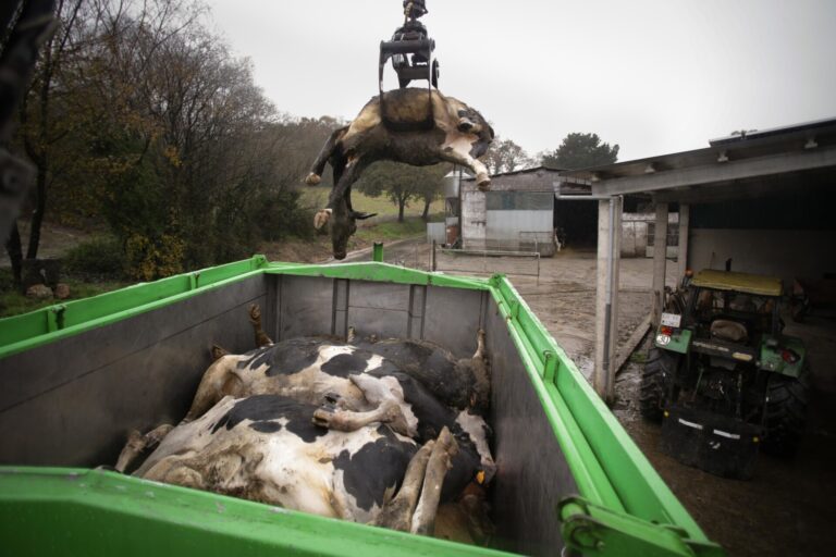 Medio Rural abre este viernes el plazo de solicitud de indemnizaciones por sacrificio obligatorio de animales