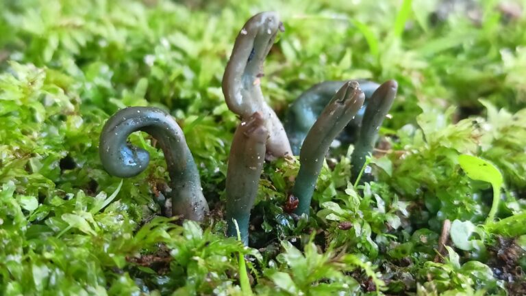 Descubren dos especies inéditas en Galicia en un estudio en el Pazo de Mariñán, en Bergondo (A Coruña)