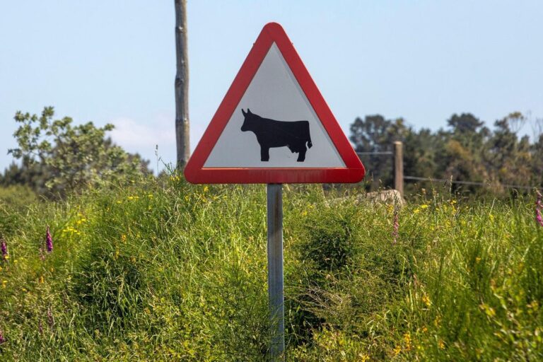 Rural.- El Gobierno gallego convocará el próximo jueves las ayudas para mejorar los caminos rurales de los ayuntamientos