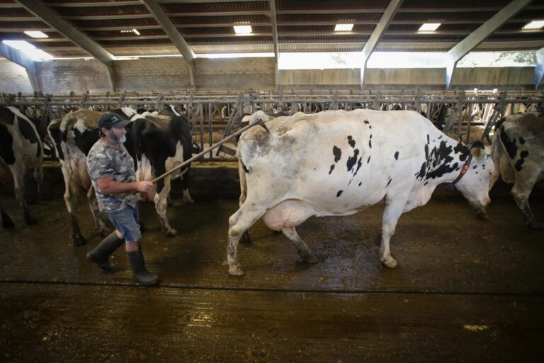 Rural.- El SLG pide la intervención urgente de la Xunta ante «la amenaza de baja de precio» de industrias lácteas