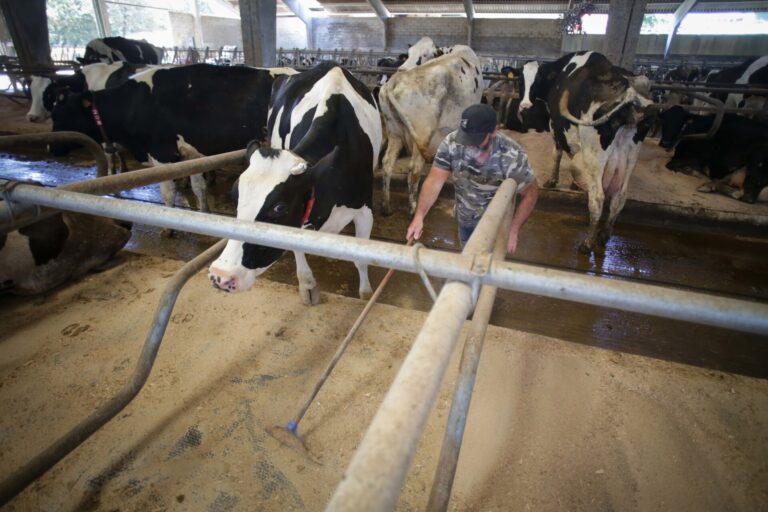 Rural.- El precio de la leche en Galicia cierra 2025 en 52,9 céntimos, a la cola pese a subir casi 6 céntimos en un año