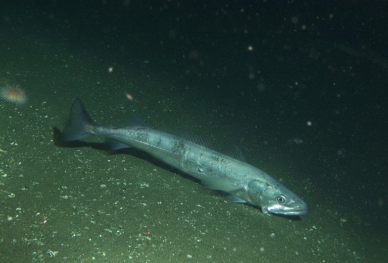 Pesca.- El calentamiento del océano reduce la talla de madurez de la merluza europea, según el IEO