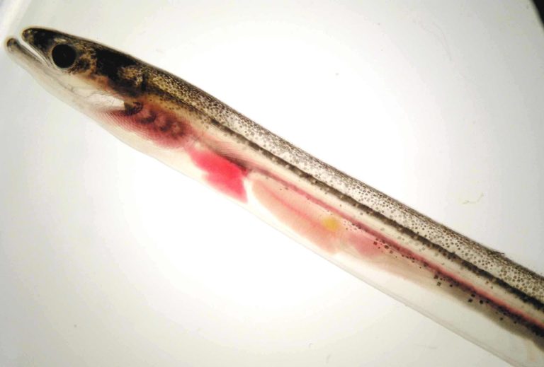 Pesca.- La Asociación Profesional de la Angula solicita una gestión integral de la anguila europea